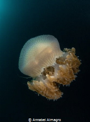 This is a jellyfish I found during a night dive. by Annabel Almagro 